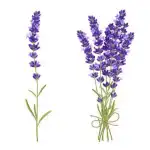 Lavender Flower